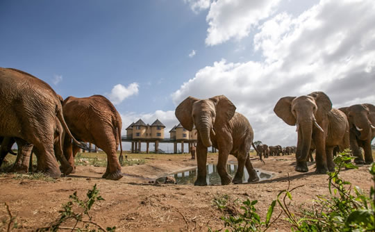 Elephants at the Taita Hills Wildlife Sanctuary